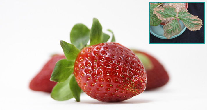 Strawberries, an interesting indicator for the function of your desalination plant