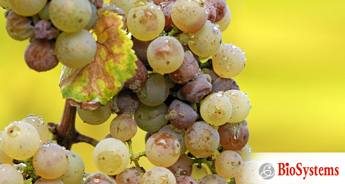 Monitoring for gluconic acid for botrytis affected grapes